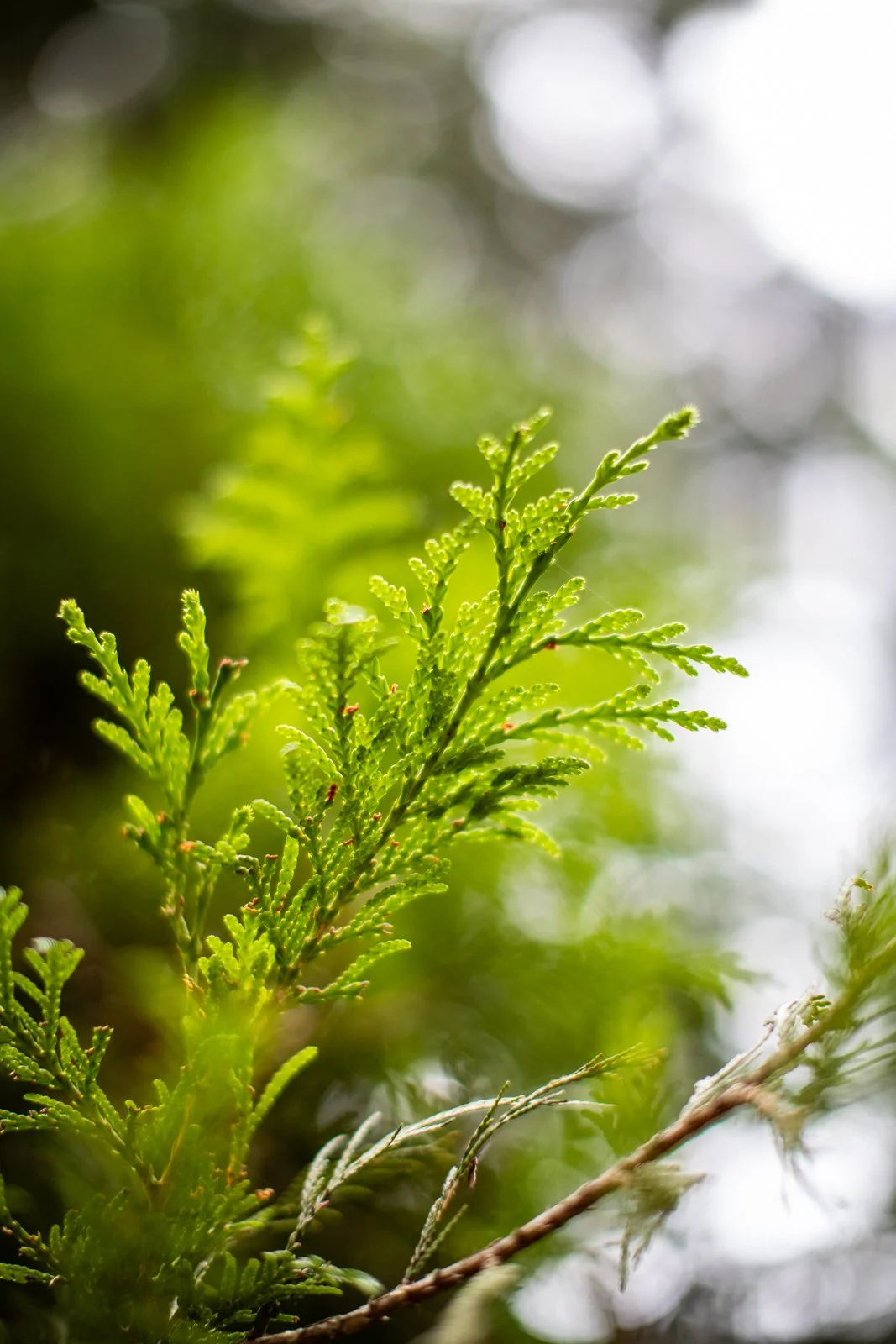 Arc'teryx Climbing Academy
